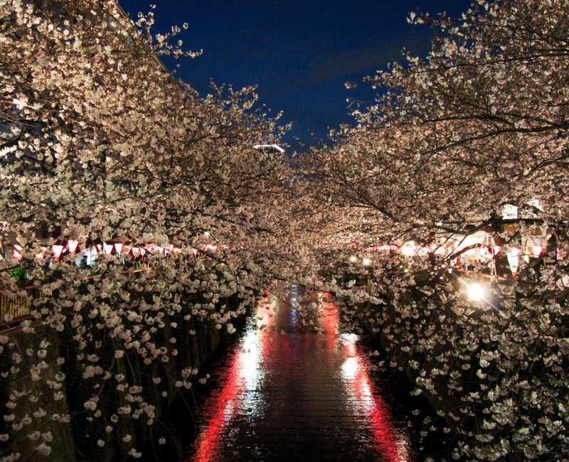  Naka Meguro-gawa à Shibuya (Tokyo), Branches de cerisiers en fleurs au-dessus de la rivière 4