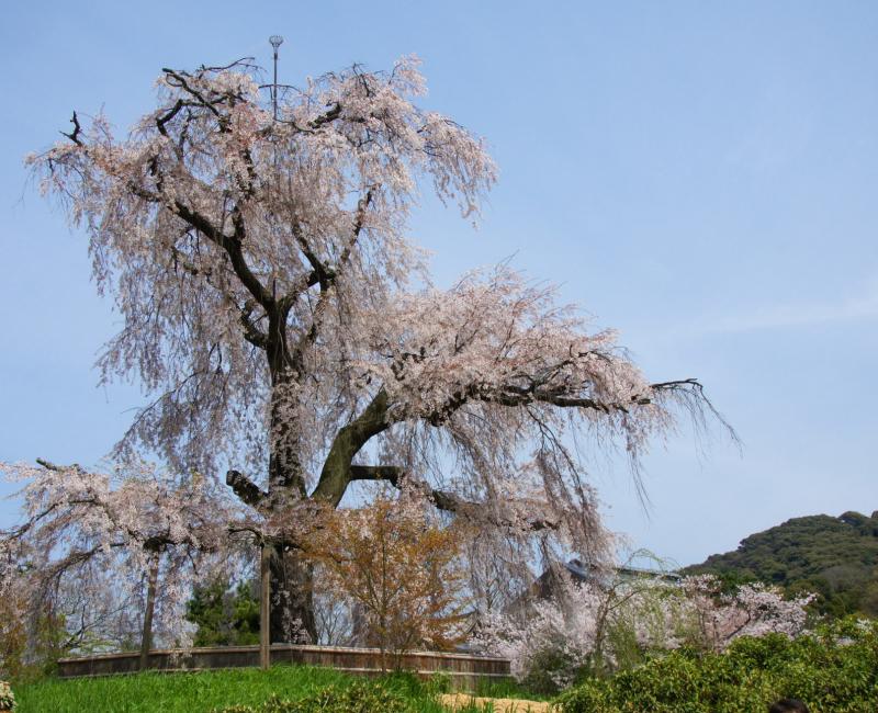 Parc Maruyama (Kyoto), Cerisier géant