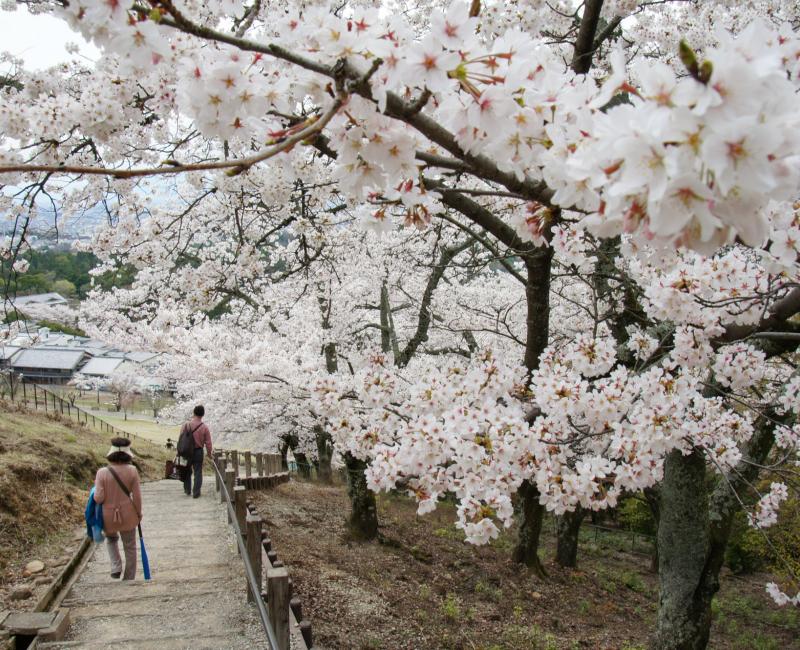 Mont Wakakusa (Nara), Chemin de randonnée sous les cerisiers en fleurs