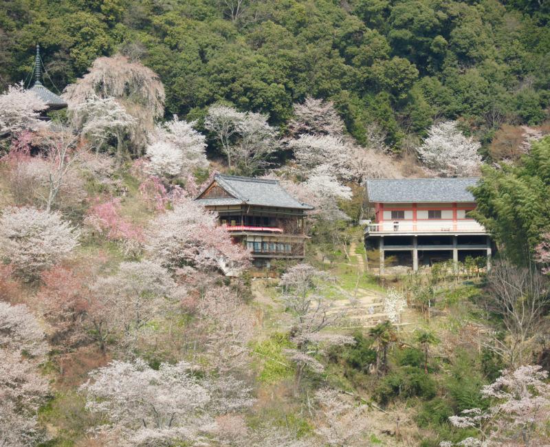Mont Yoshino, Temple entouré de cerisiers en fleur au printemps 2 Mont Yoshino, Temple entouré de cerisiers en fleur au printemps 2