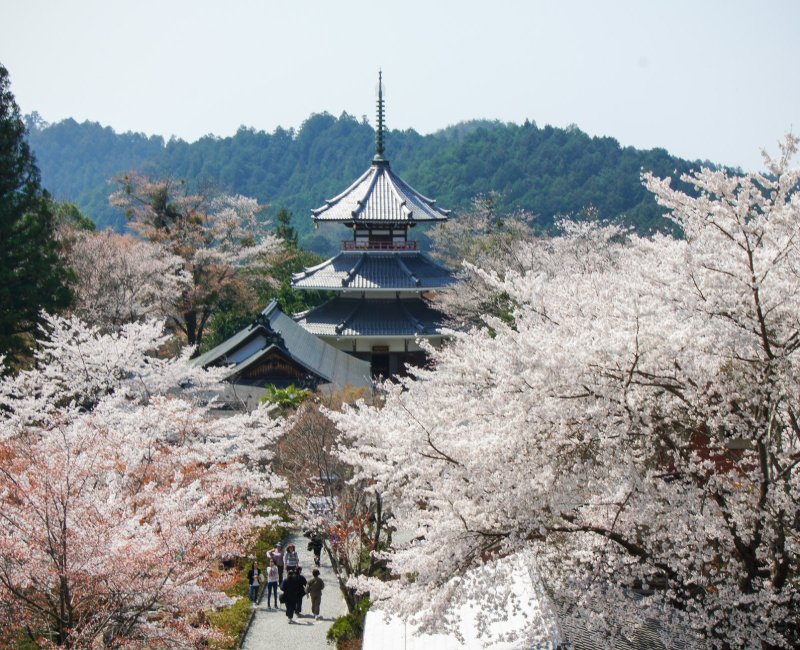 Mont Yoshino (Nara), temple de l'ancienne capitale de la Cour du Sud avec cerisiers en fleurs