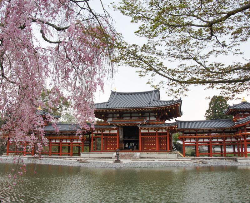 Temple Byodo-in à Uji, Pavillon du Phénix et cerisier pleureur au printemps Temple Byodo-in à Uji, Pavillon du Phénix et cerisier pleureur au printemps