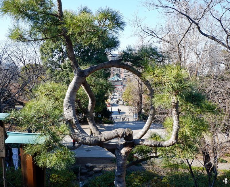 Parc de Ueno, Pin Tsuki no Matsu (en forme de lune) du Kiyomizu Kannon-do Parc de Ueno, Pin Tsuki no Matsu (en forme de lune) du Kiyomizu Kannon-do