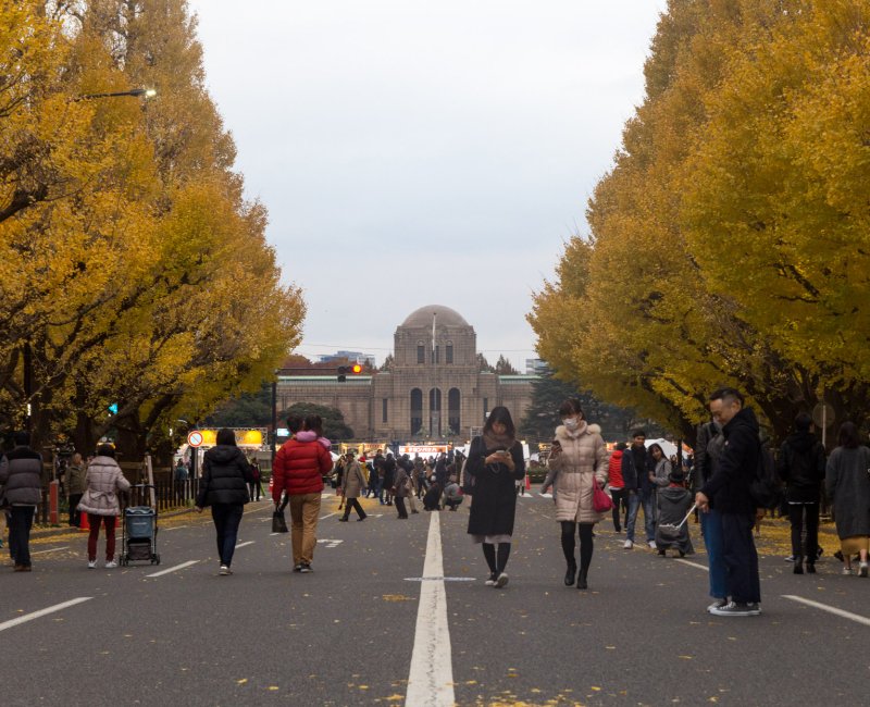 Icho Namiki Meiji Jingu Gaien (Tokyo), avenue avec ginkgo biloba jaunes à l'automne Icho Namiki Meiji Jingu Gaien (Tokyo), avenue avec ginkgo biloba jaunes à l'automne