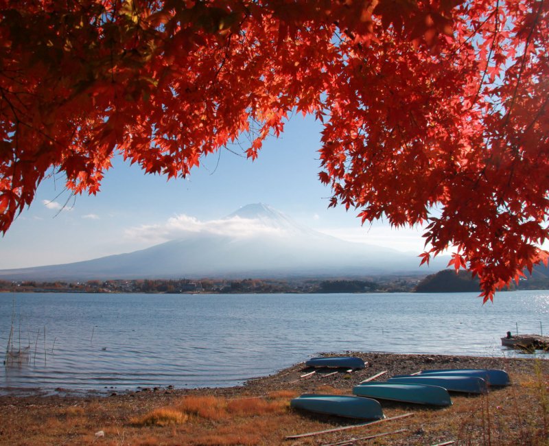 Lac Kawaguchiko (mont Fuji), vue sur les érables rouges et la montagne à l'automne Lac Kawaguchiko (mont Fuji), vue sur les érables rouges et la montagne à l'automne