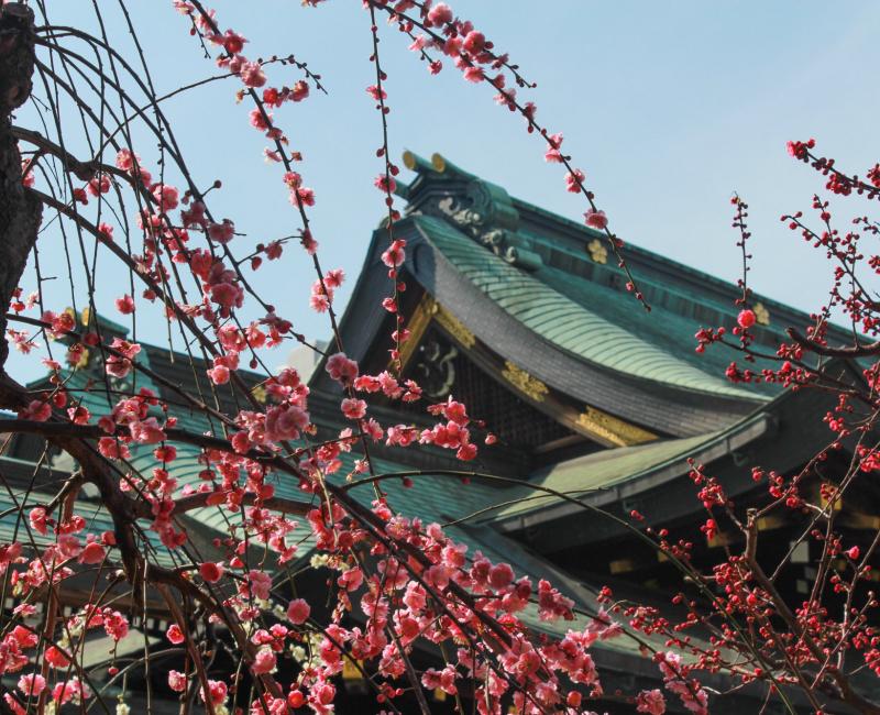 Osaka Tenmangu, Pruniers en fleurs