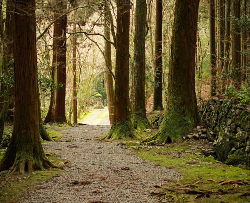 Takao (Kyoto), temple Kozan-ji et sentier à travers la forêt de cèdres Takao (Kyoto), temple Kozan-ji et sentier à travers la forêt de cèdres