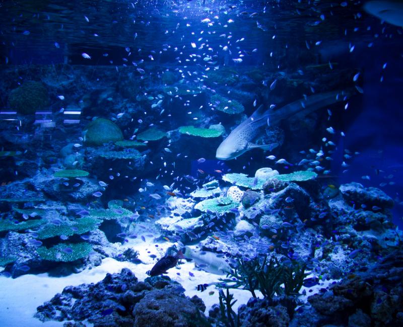 Aqua Park Shinagawa, aquariums de milieu corallien 4 Aqua Park Shinagawa, aquariums de milieu corallien 4