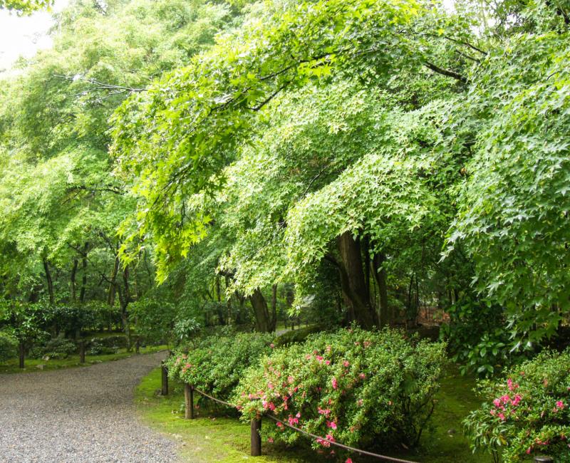 Temple Jizo-in à Kyoto, Jardin 4 Temple Jizo-in à Kyoto, Jardin 4