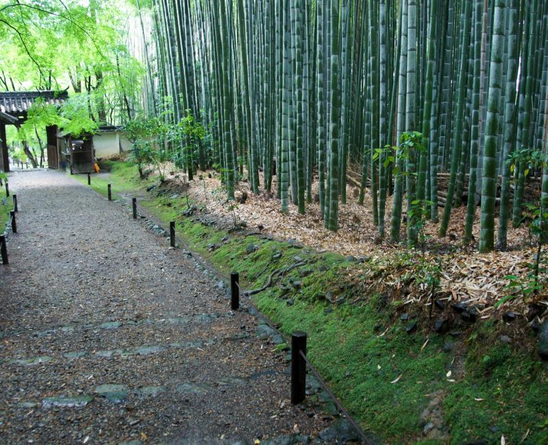 Temple Jizo-in à Kyoto, Bambouseraie à l'entrée du site Temple Jizo-in à Kyoto, Bambouseraie à l'entrée du site