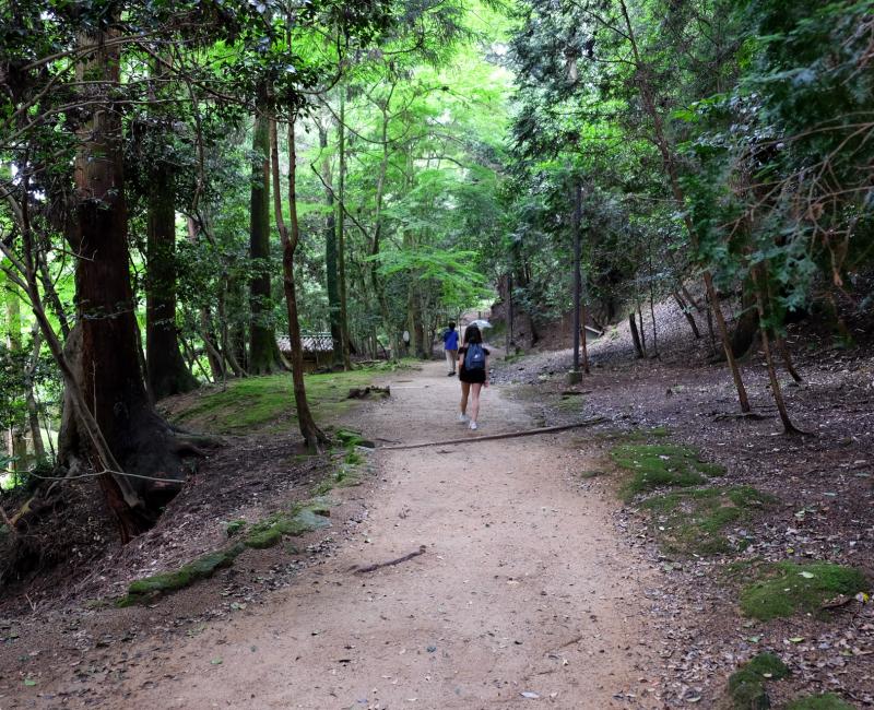 Shoshazan Engyoji, allée du temple dans la forêt 2 Shoshazan Engyoji, allée du temple dans la forêt 2