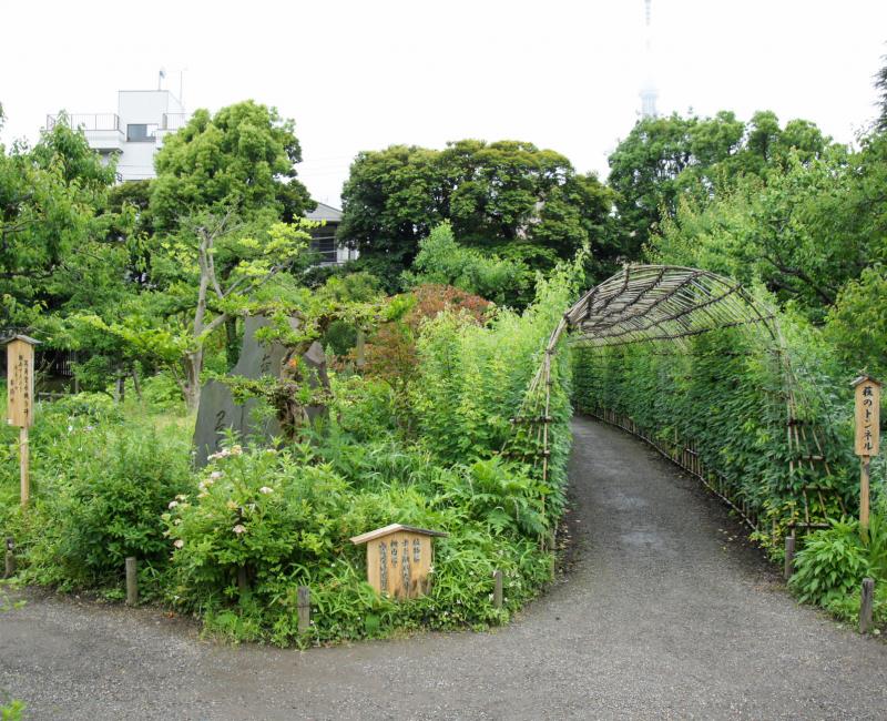 Mukojima Hyakka-en (Tokyo), Tunnel des lespédèzes Hagi Mukojima Hyakka-en (Tokyo), Tunnel des lespédèzes Hagi