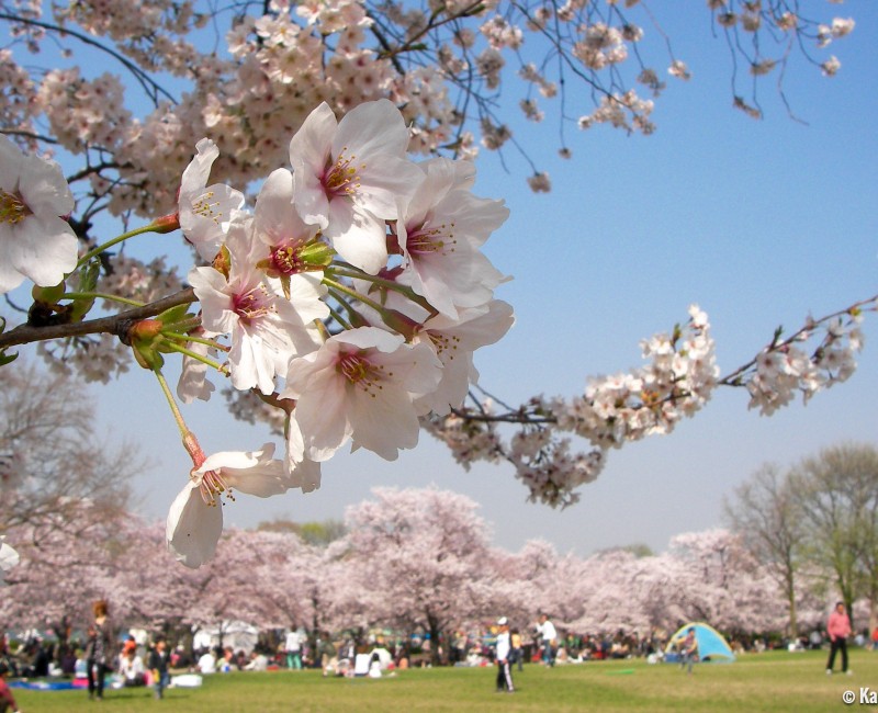 Parc Expo'70 (Osaka), Hanami sous les cerisiers en fleur 2
