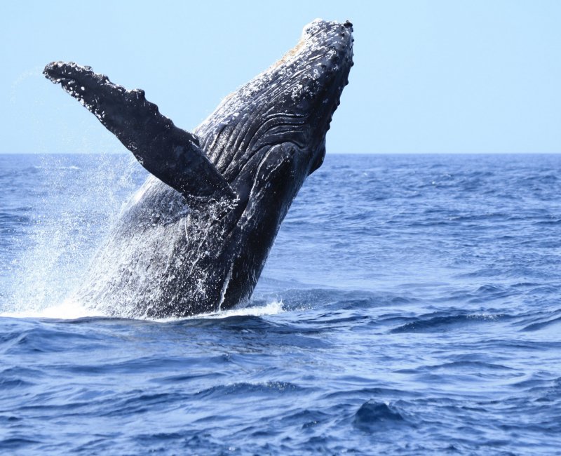 Archipel d'Ogasawara, Observation des baleines 3 Archipel d'Ogasawara, Observation des baleines 3