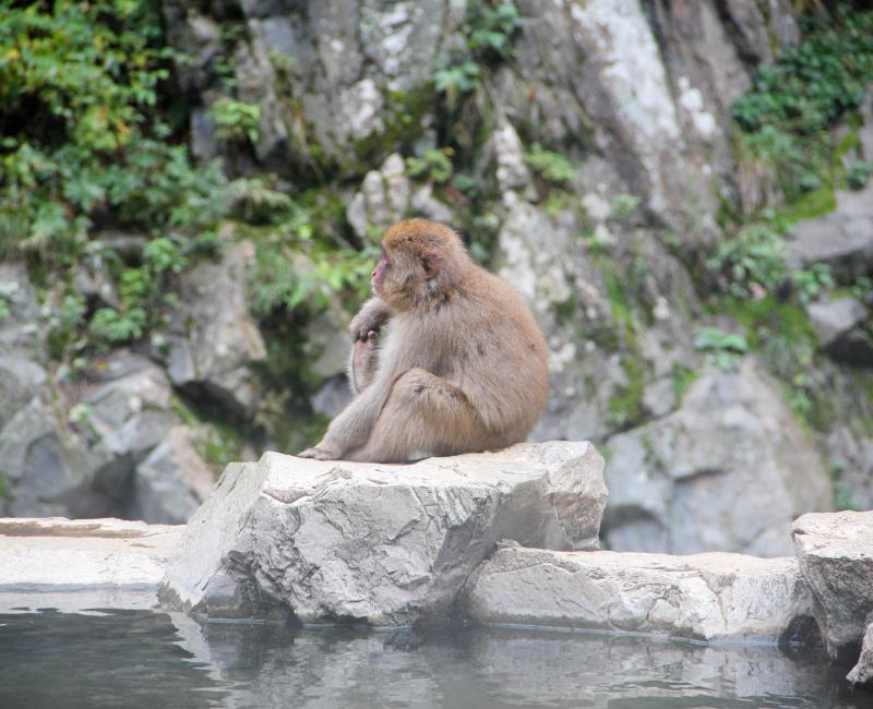 Jigokudani, singe au bord de la source chaude