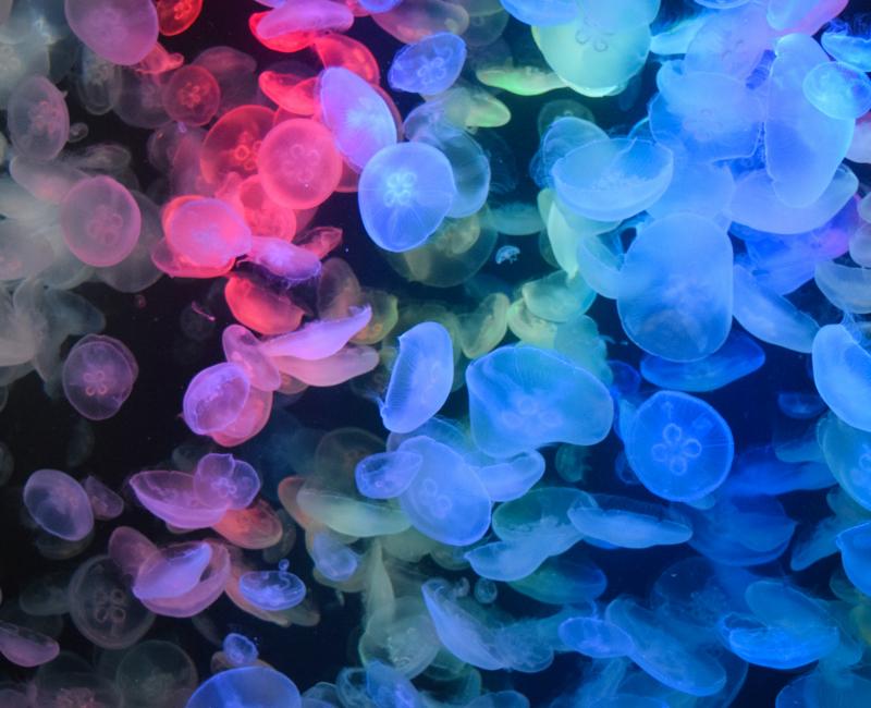 Aquarium Kamo Kurage (Tsuruoka), méduses 11 Aquarium Kamo Kurage (Tsuruoka), méduses 11