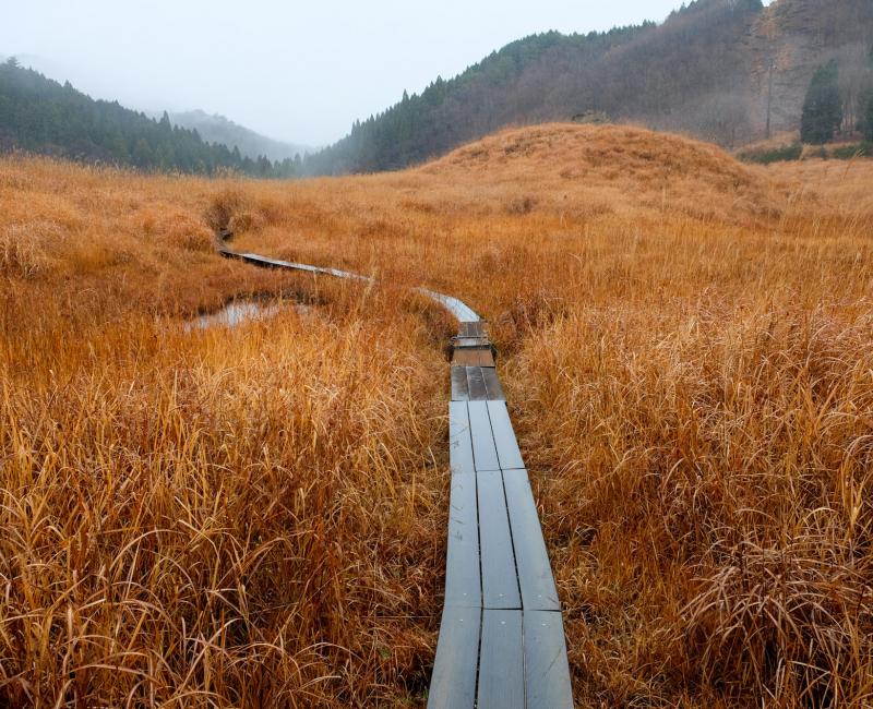 Hauts plateaux de Tonomine (Hyogo), champs de Susuki et chemin sur pilotis en automne