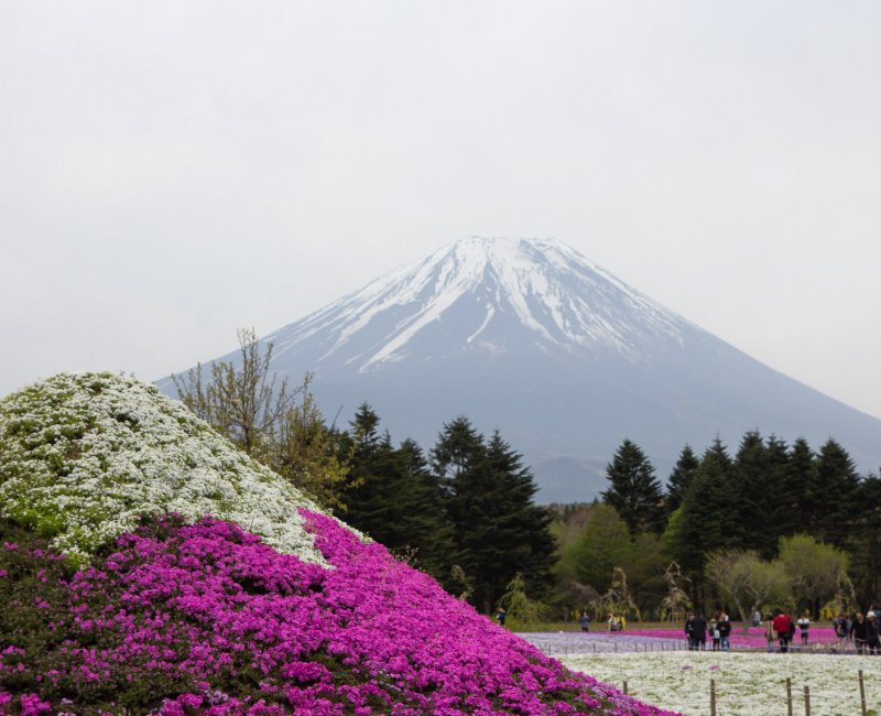 Le Mont Fuji et son double au Fuji Shibazakura Matsuri Le Mont Fuji et son double au Fuji Shibazakura Matsuri