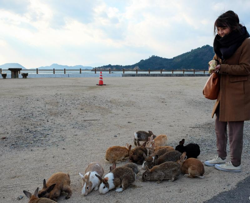 Okunoshima, Nourrissage des lapins Okunoshima, Nourrissage des lapins