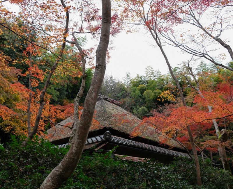 Gio-ji : temple de mousses et érables à Arashiyama 8