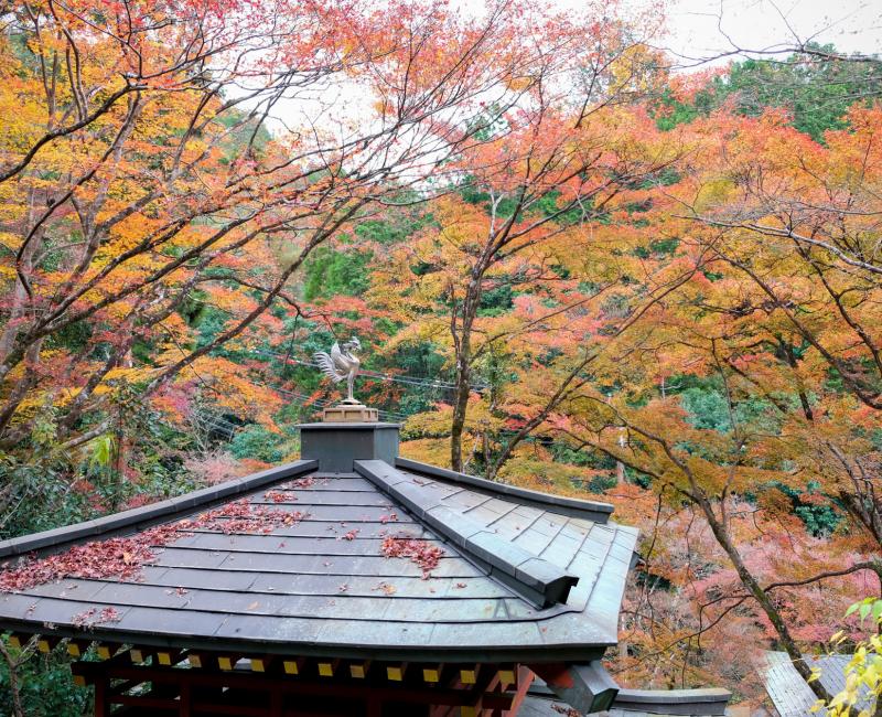 Otagi Nenbutsu-ji (Kyoto) en automne
