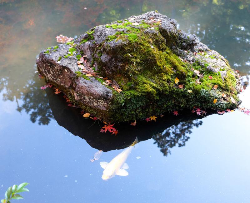 Tenju-an (Kyoto), bassin aux carpes Tenju-an (Kyoto), bassin aux carpes