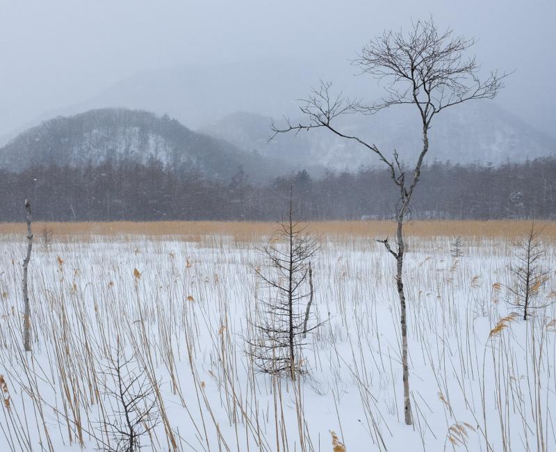 Senjogahara (Nikko), le marais en hiver 4 Senjogahara (Nikko), le marais en hiver 4