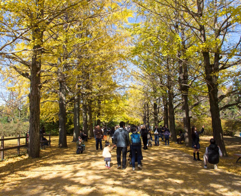 Allée de ginkgo au parc Memorial Showa