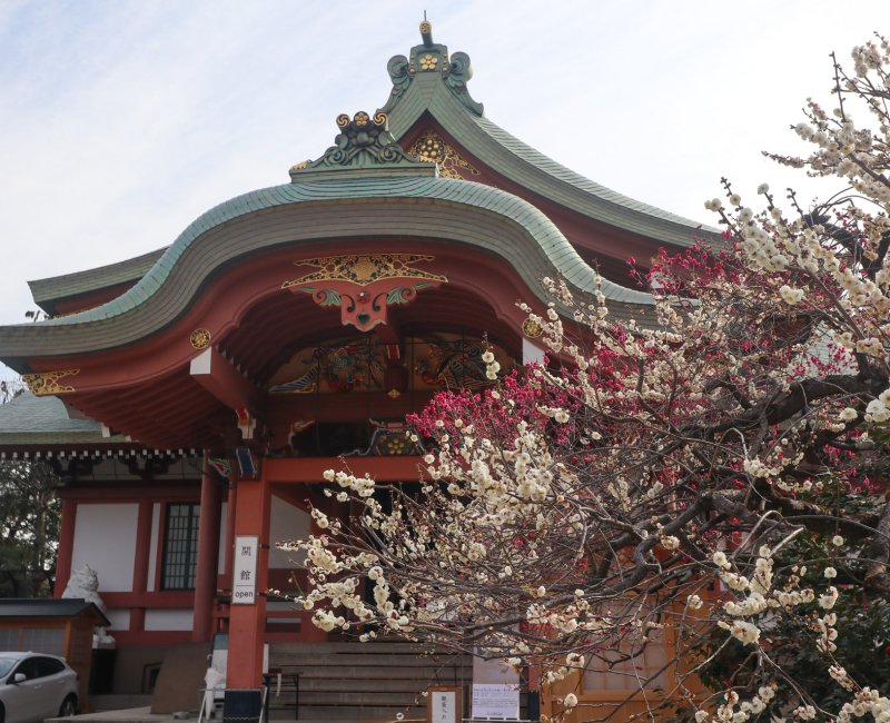 Kitano Tenmangu (Kyoto), hall des Trésors Homotsu-den et pruniers en fleurs