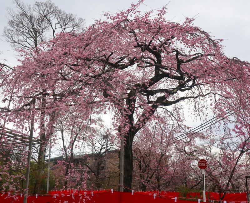 Cerisier pleureur en fleurs au sanctuaire Hirano-jinja fin mars et début avril 2