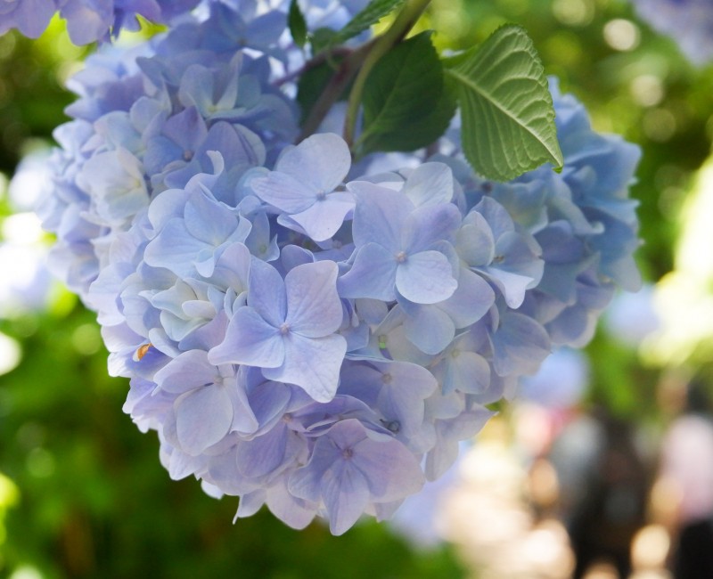 Hortensia bleu Hime Ajisai au Meigetsu-in (Kamakura) Hortensia bleu Hime Ajisai au Meigetsu-in (Kamakura)