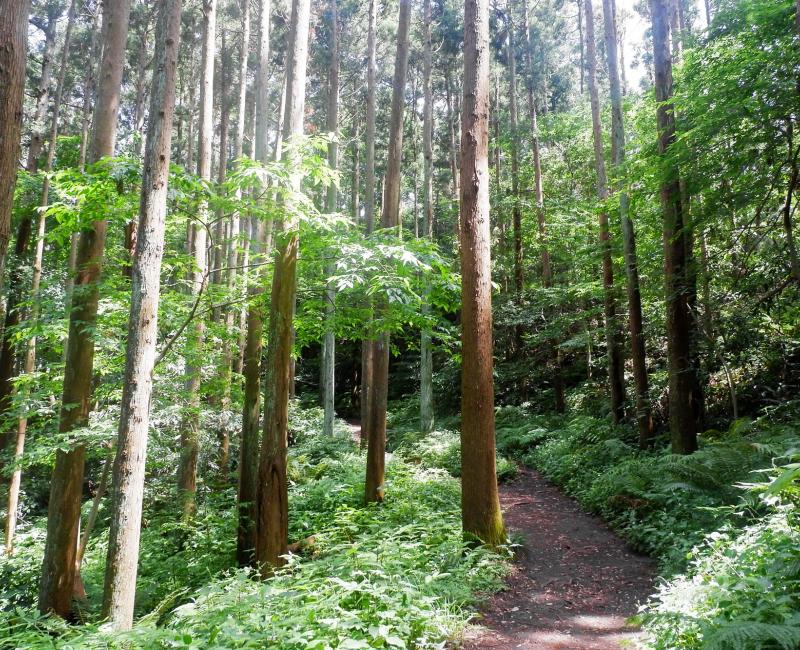 Chemin de randonnée Tenen en forêt au nord de Kamakura 2