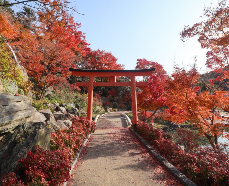 Katsuo-ji (Osaka), érables rouges en novembre au temple Katsuo-ji (Osaka), érables rouges en novembre au temple