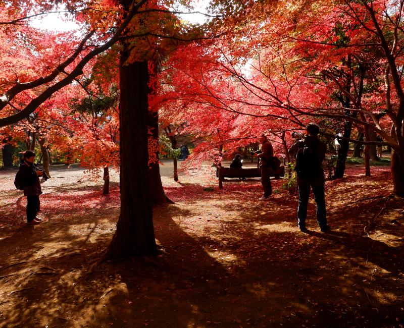 Forêt d'érables japonais au temple Heirin-ji (Saitama) 2