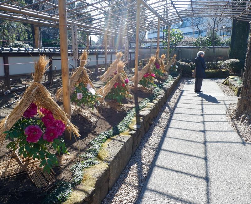 Jardin de pivoines d'hiver Botan-en au Ueno Toshogu