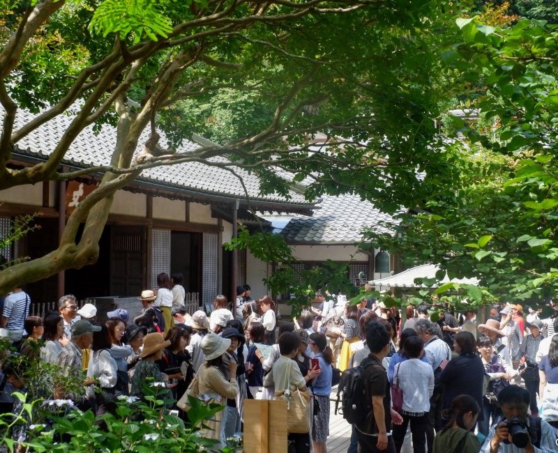 Meigetsu-in (Kamakura), foule touristique pendant la floraison des hortensias (juin 2018) Meigetsu-in (Kamakura), foule touristique pendant la floraison des hortensias (juin 2018)