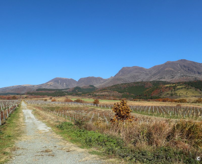 Taketa (Oita), paysage de vignes avec vue sur les monts Kuju