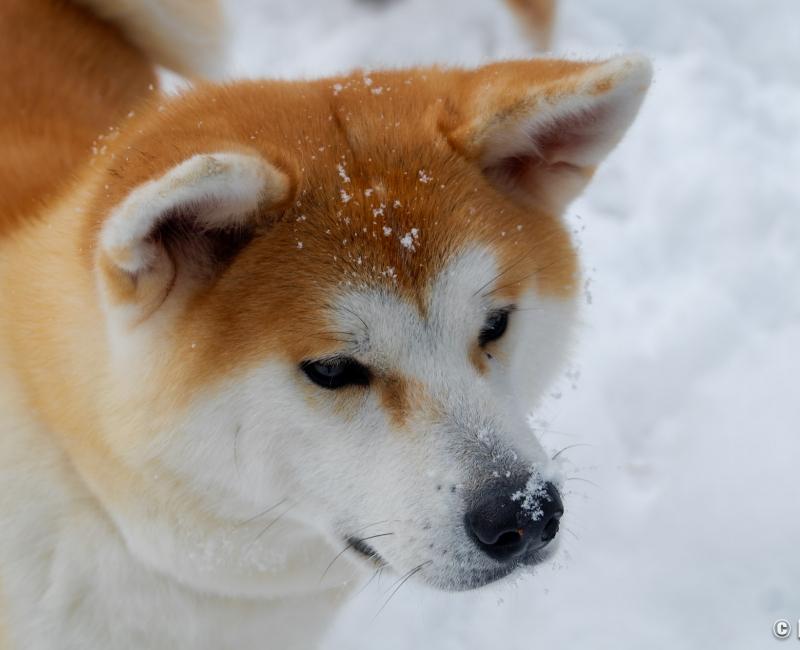Maison Enishi (Kakunodate), chien Akita-inu