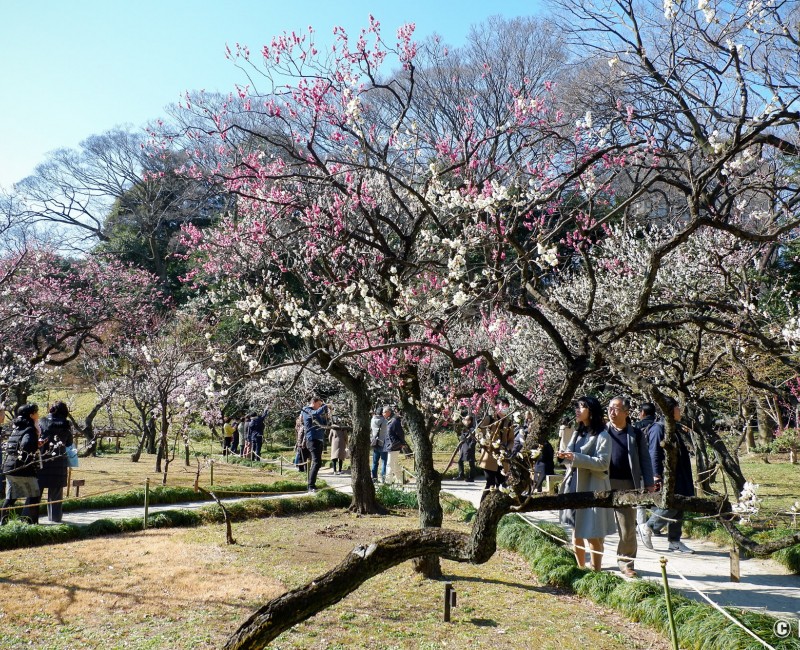 Parc aux pruniers Bairin au Koishikawa Korakuen à Tokyo