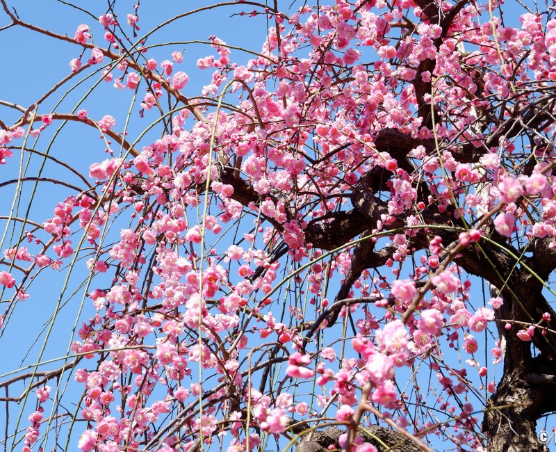 Prunier pleureur rose au sanctuaire Ushi-Tenjin Kitano-jinja à Tokyo