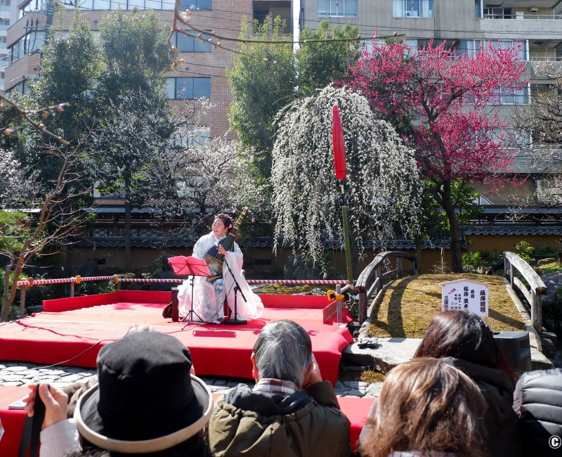 Yushima Tenman-gu (Tokyo), concert de musique traditionnelle pendant Ume Matsuri