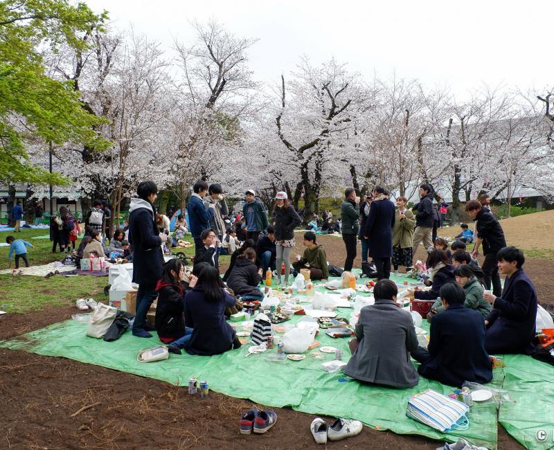 Parc Asukayama (Tokyo), jeunes japonais pique-niquant sous les cerisiers en fleurs