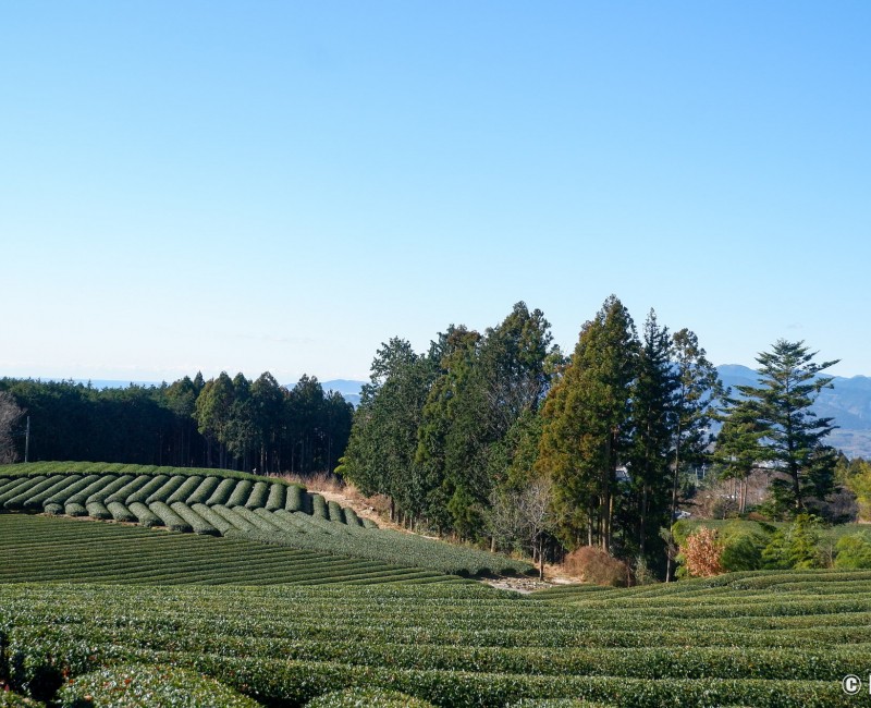 Plantations de thé Obuchi Sasaba de la ville de Fuji (Shizuoka)