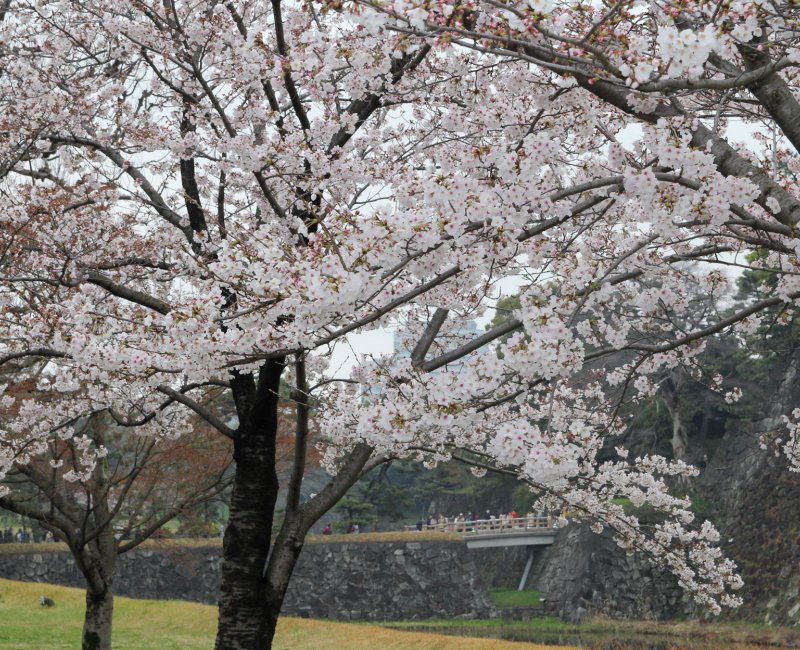 Kokyo Palais Impérial de Tokyo, Inui-dori en période de floraison des sakura