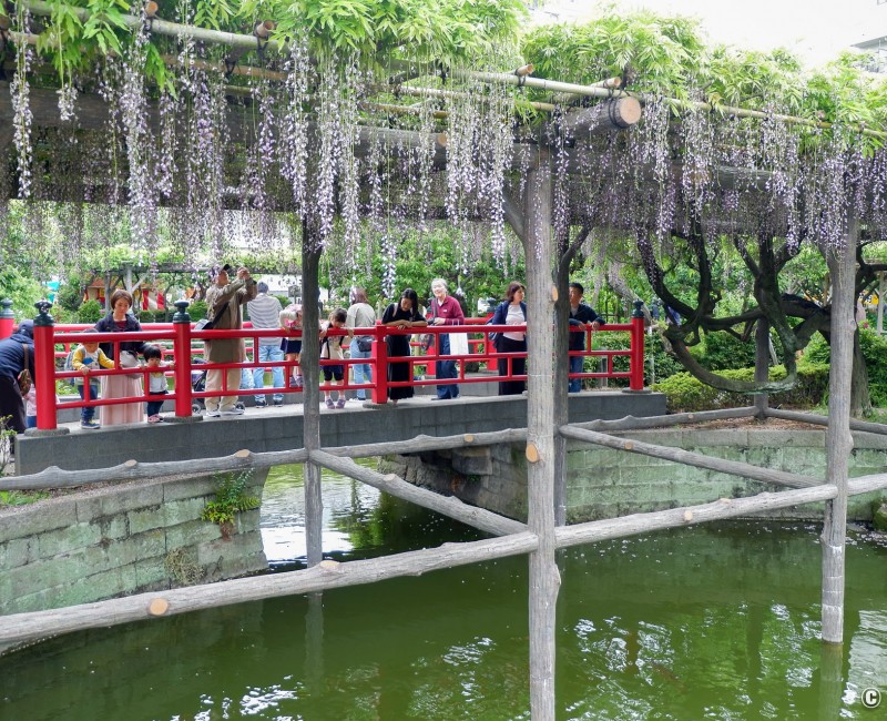Pont Hira-bashi et glycines en fin de floraison au sanctuaire Kameido Tenjin à Tokyo Pont Hira-bashi et glycines en fin de floraison au sanctuaire Kameido Tenjin à Tokyo