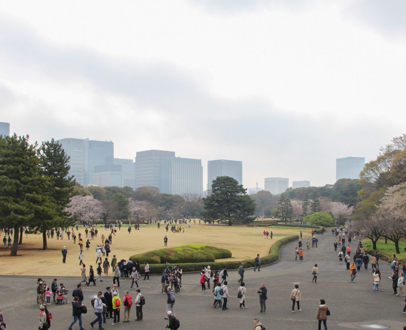 Vue sur Kokyo Higashi Gyoen en période de sakura