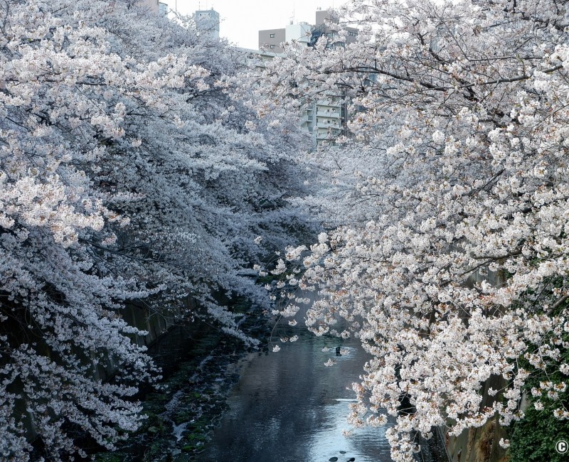 La rivière Kanda et ses cerisiers en fleur depuis le pont Omokage-bashi 3 La rivière Kanda et ses cerisiers en fleur depuis le pont Omokage-bashi 3