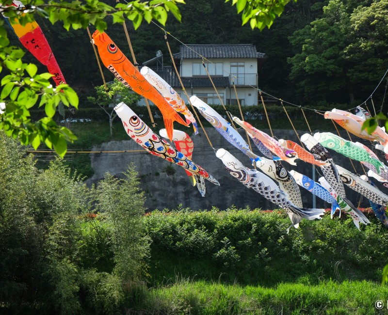 Matsue (Shimane), cerf-volants koi nobori au vent pour la fête des garçons début mai au Japon