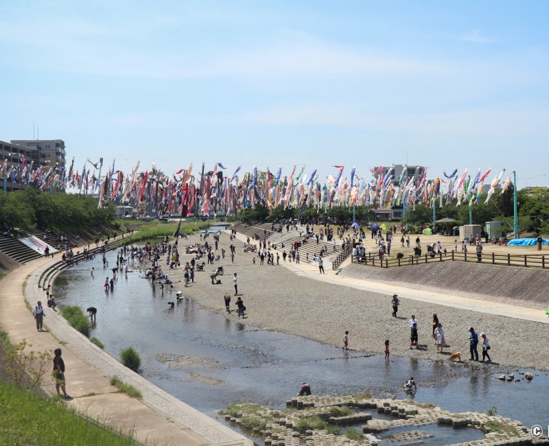 Takatsuki (Osaka), cerf-volants koi nobori au-dessus de la rivière Akuta au parc Akutagawa Sakurazutsumi 2