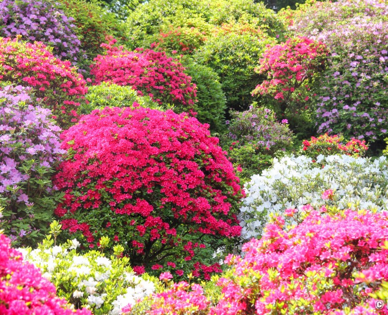 Vue sur les azalées du temple Shiofune Kannon-ji à Ome 2 Vue sur les azalées du temple Shiofune Kannon-ji à Ome 2